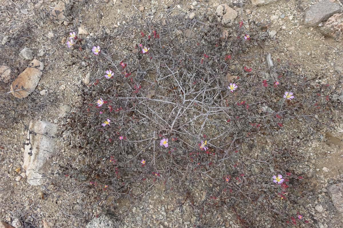Image of Frankenia chilensis specimen.