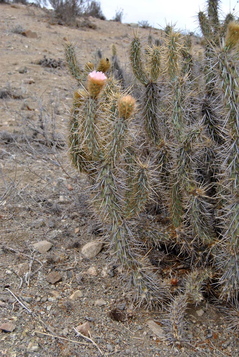 Изображение особи Miqueliopuntia miquelii.