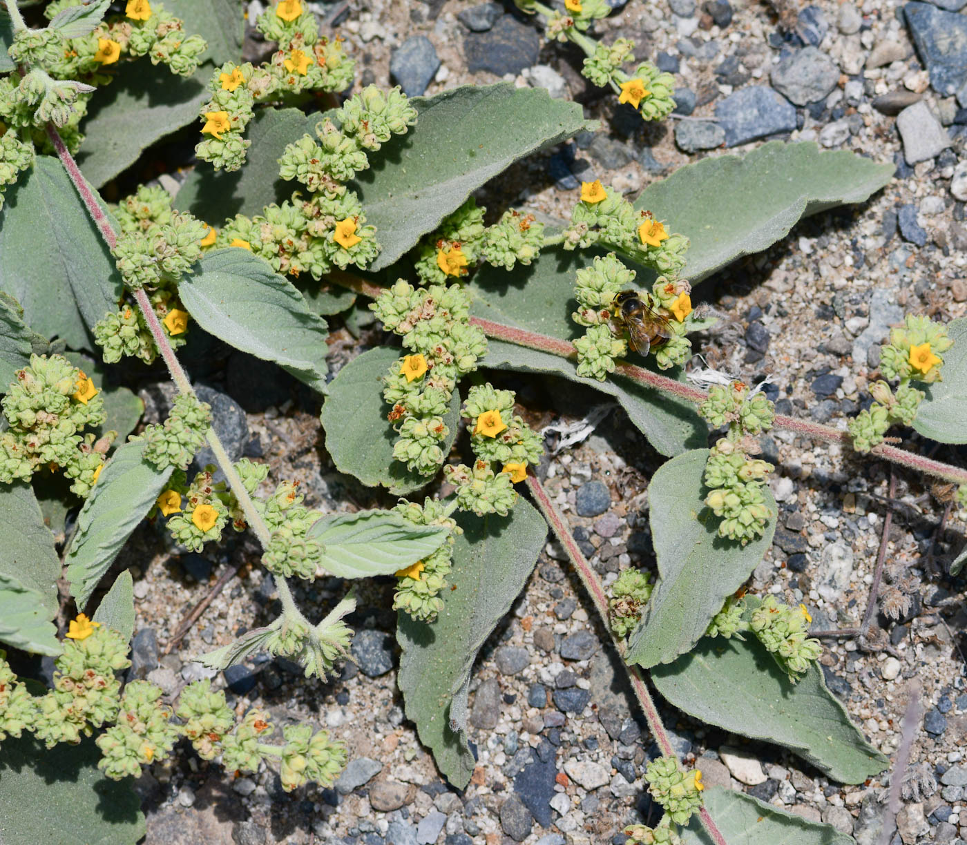 Image of Waltheria ovata specimen.