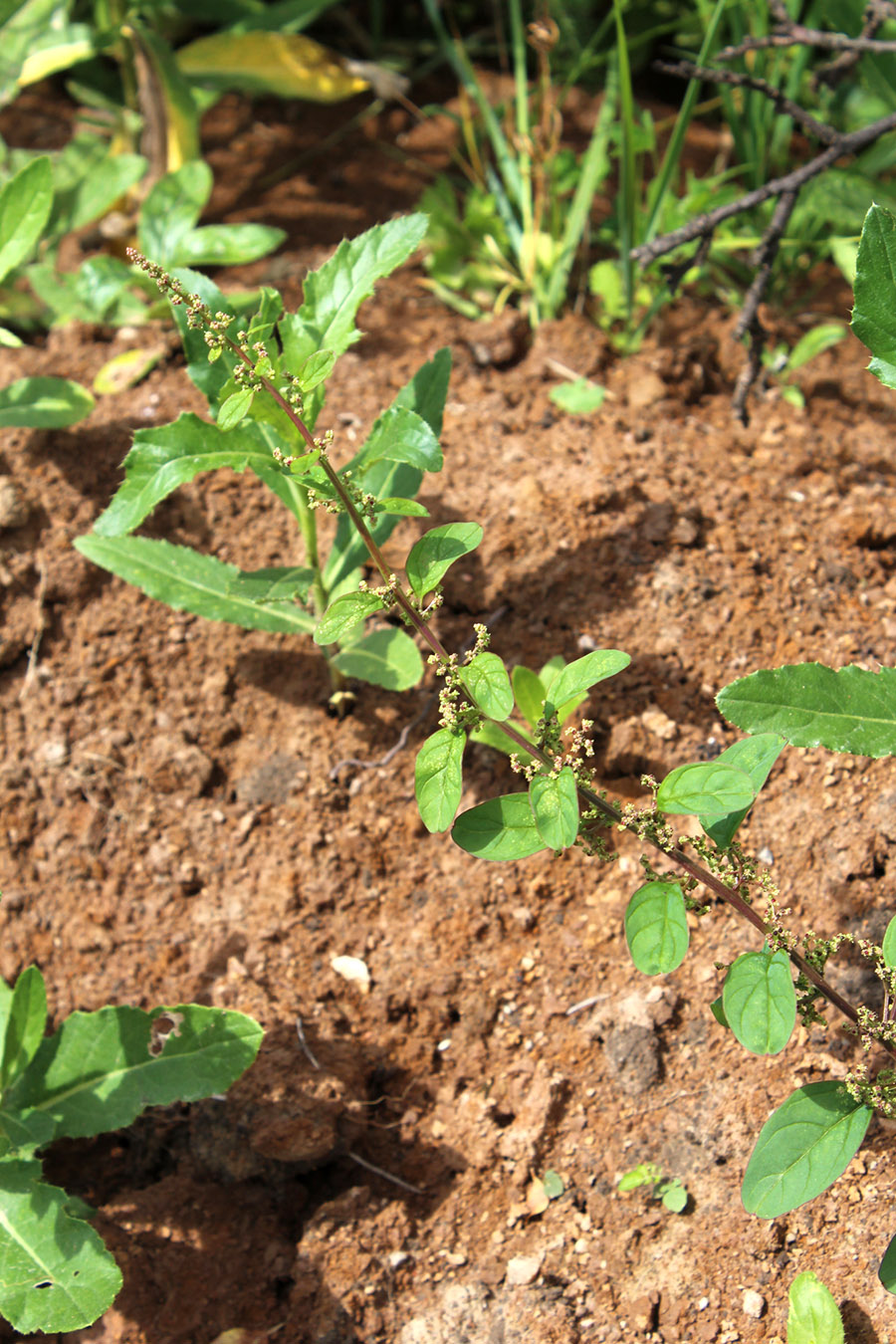 Image of Lipandra polysperma specimen.