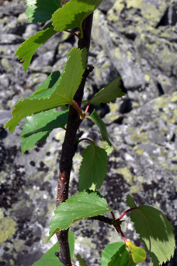 Изображение особи Betula czerepanovii.