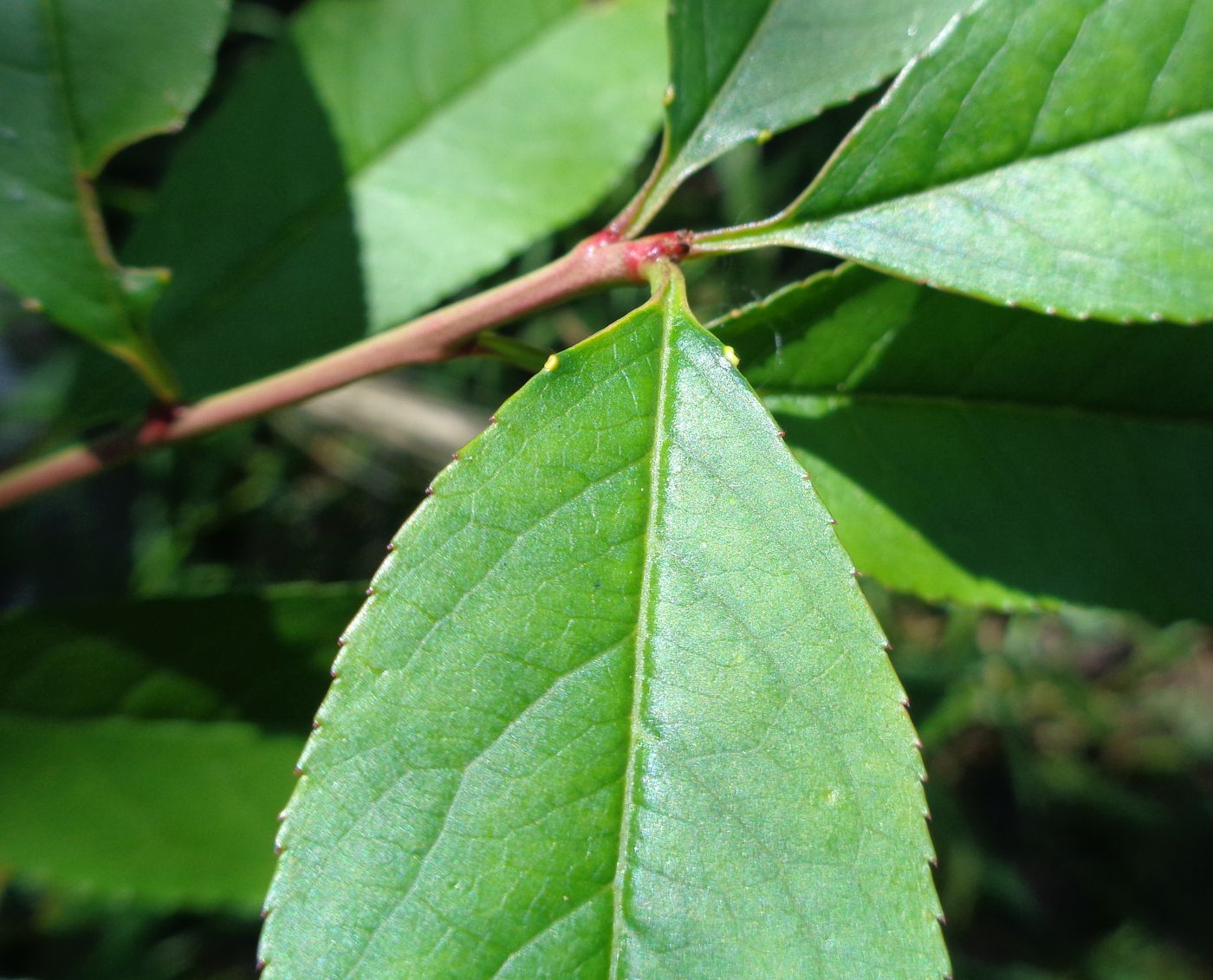 Image of Persica vulgaris var. nectarina specimen.