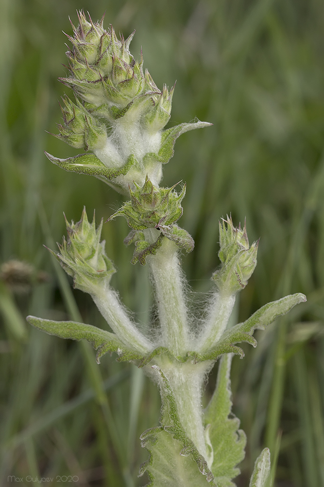 Image of Salvia aethiopis specimen.