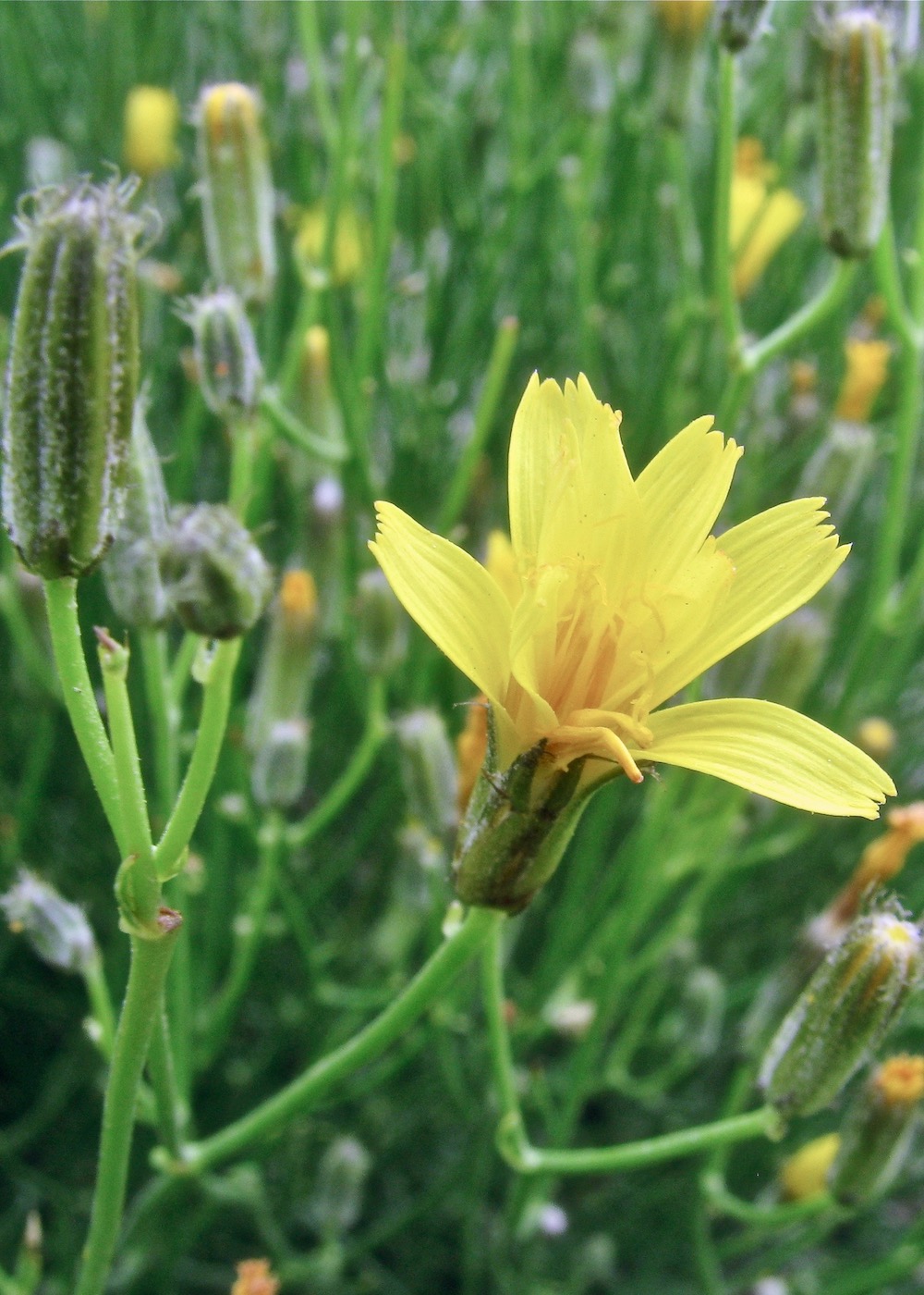 Изображение особи Chondrilla laticoronata.