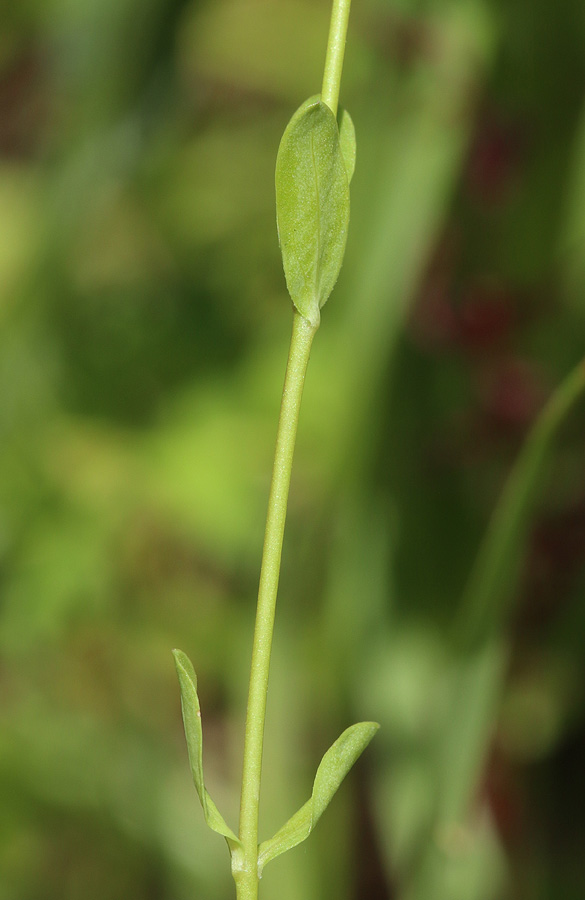 Изображение особи Linum catharticum.