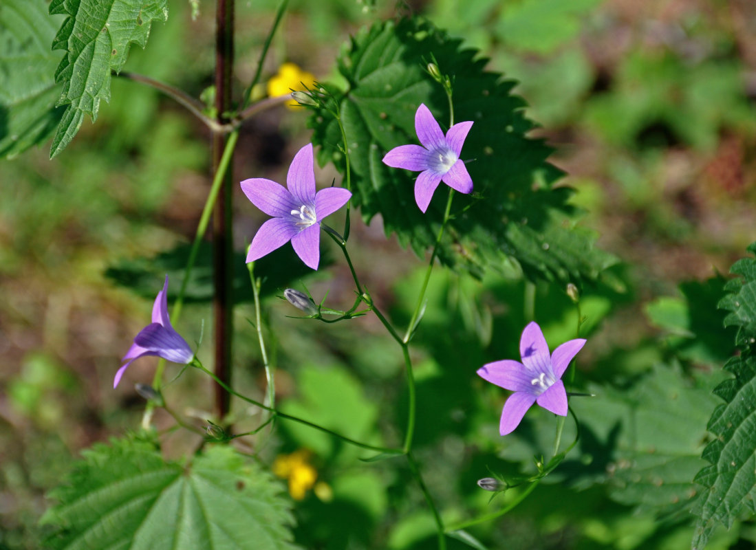 Image of Campanula patula specimen.