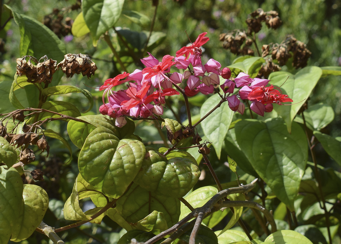 Image of Clerodendrum &times; speciosum specimen.