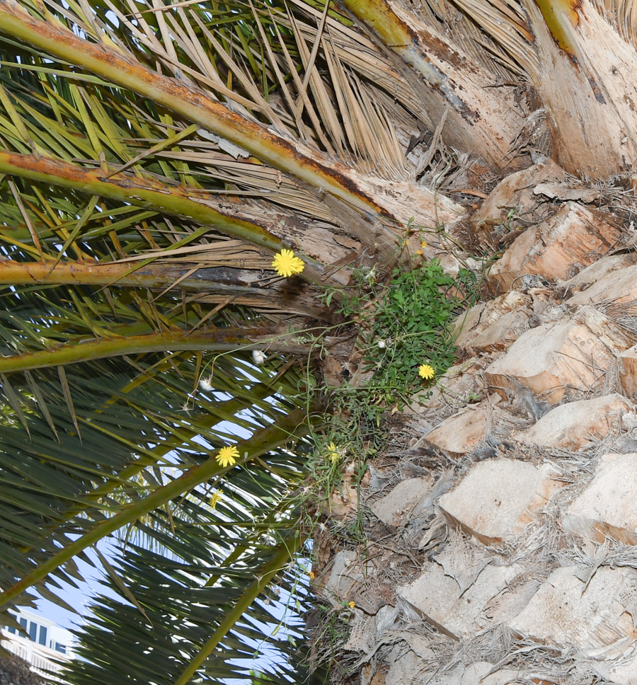 Image of Sonchus tenerrimus specimen.