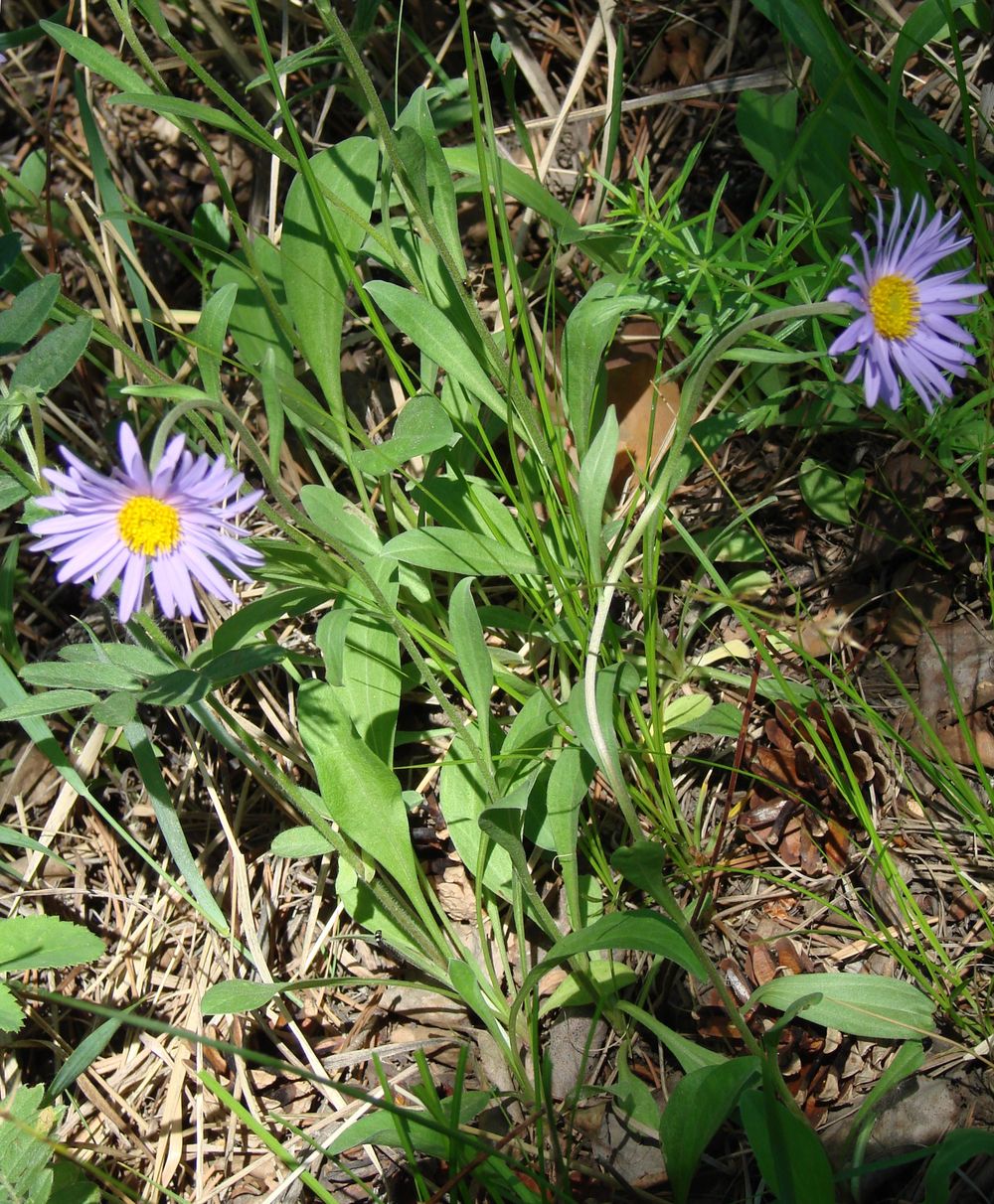 Изображение особи Aster alpinus.