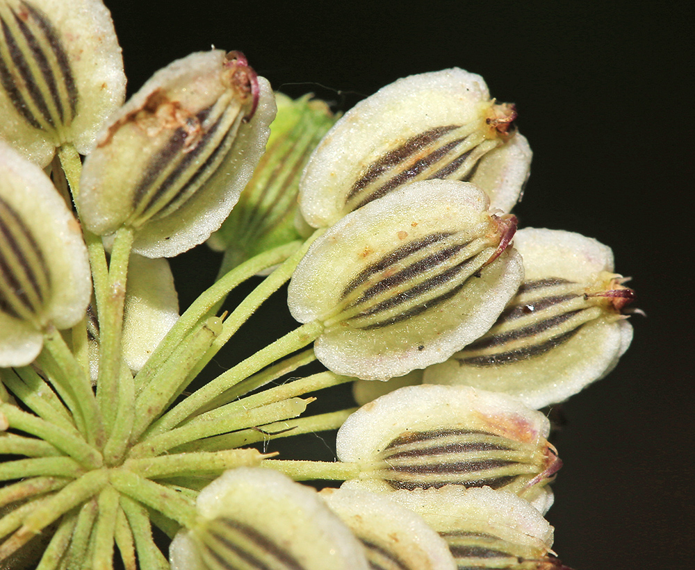 Image of Angelica anomala specimen.