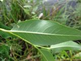 Salix pentandra. Лист (вид снизу). Украина, Волынская обл., Ратновский р-н, юго-западные окрестности с. Окачево, северо-восточный берег оз. Стрибуж. 28 июля 2010 г.