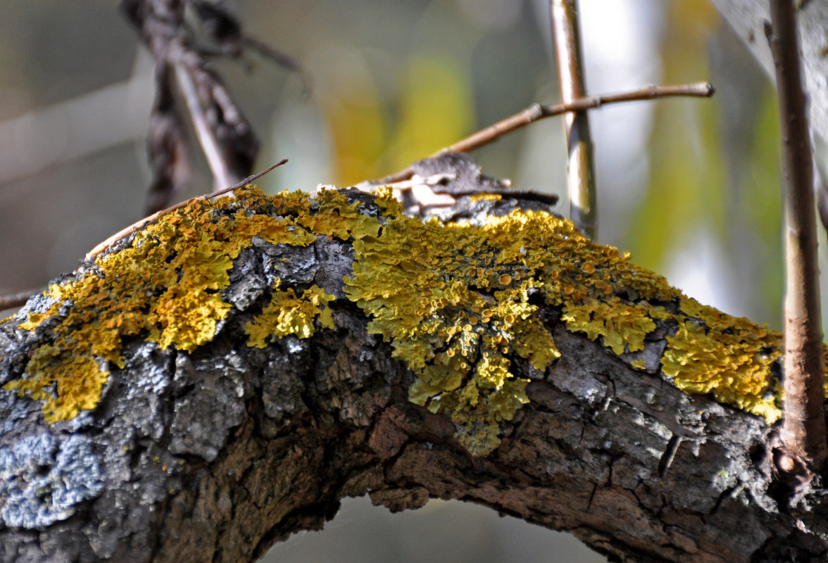 Image of genus Xanthoria specimen.