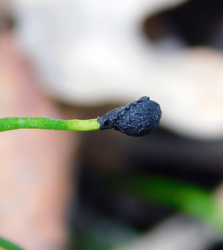 Image of Allium rotundum specimen.