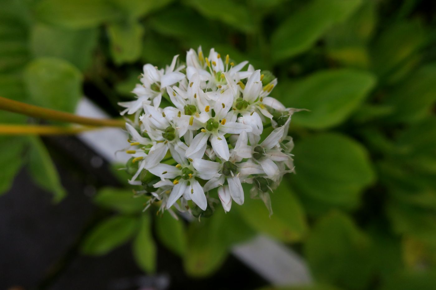 Изображение особи Allium ramosum.