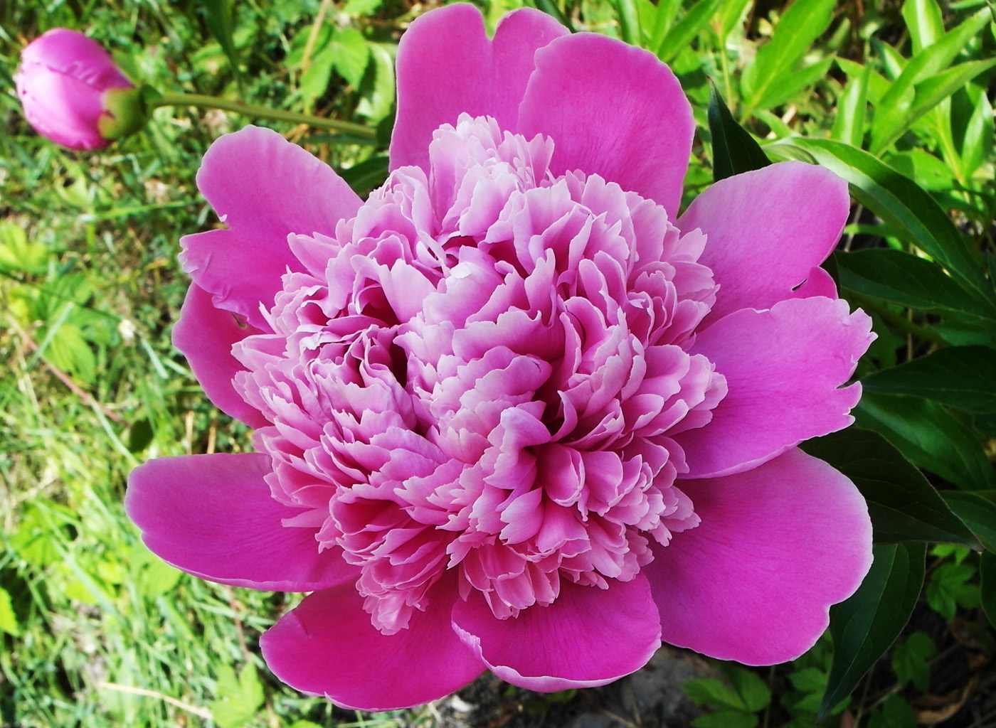 Изображение особи Paeonia lactiflora.