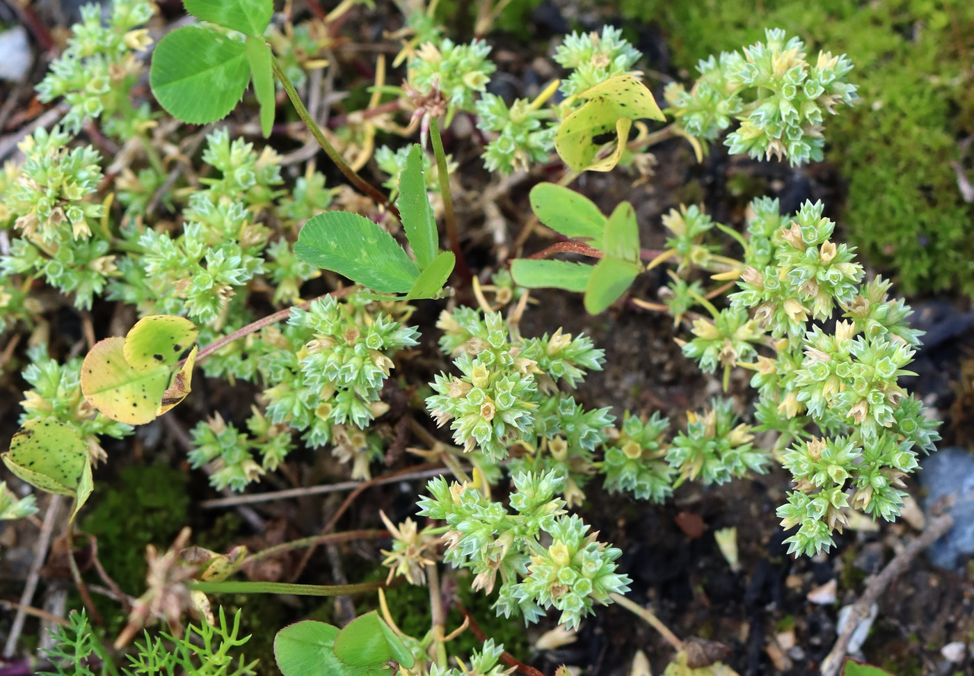 Изображение особи Scleranthus annuus.