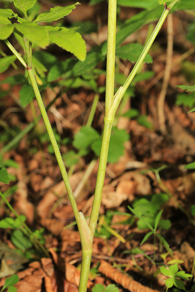 Image of Angelica czernaevia specimen.