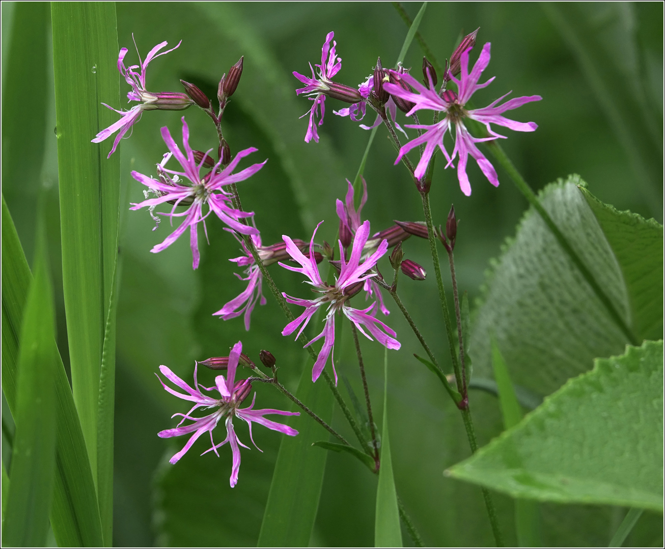 Изображение особи Coccyganthe flos-cuculi.