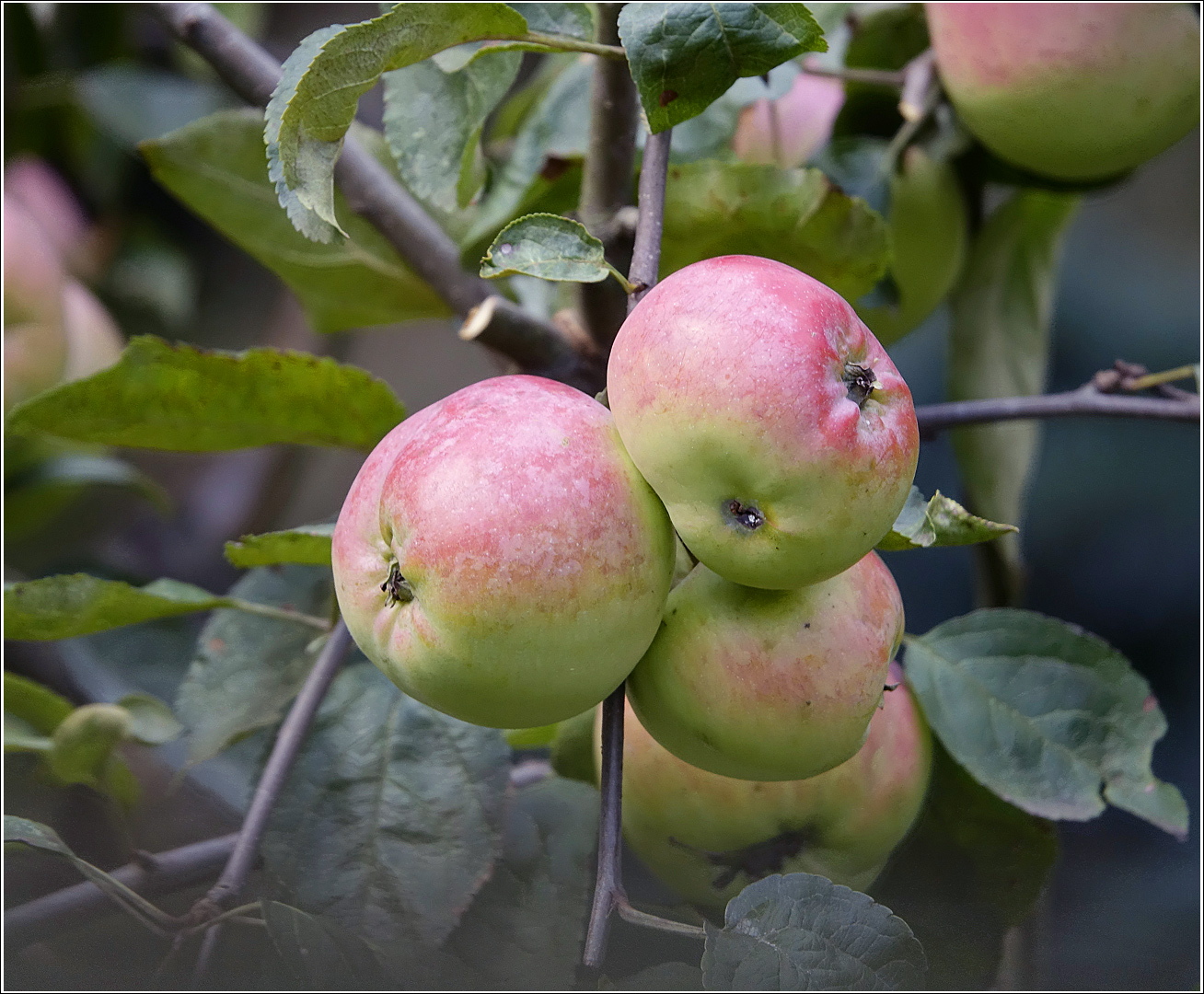 Изображение особи Malus domestica.