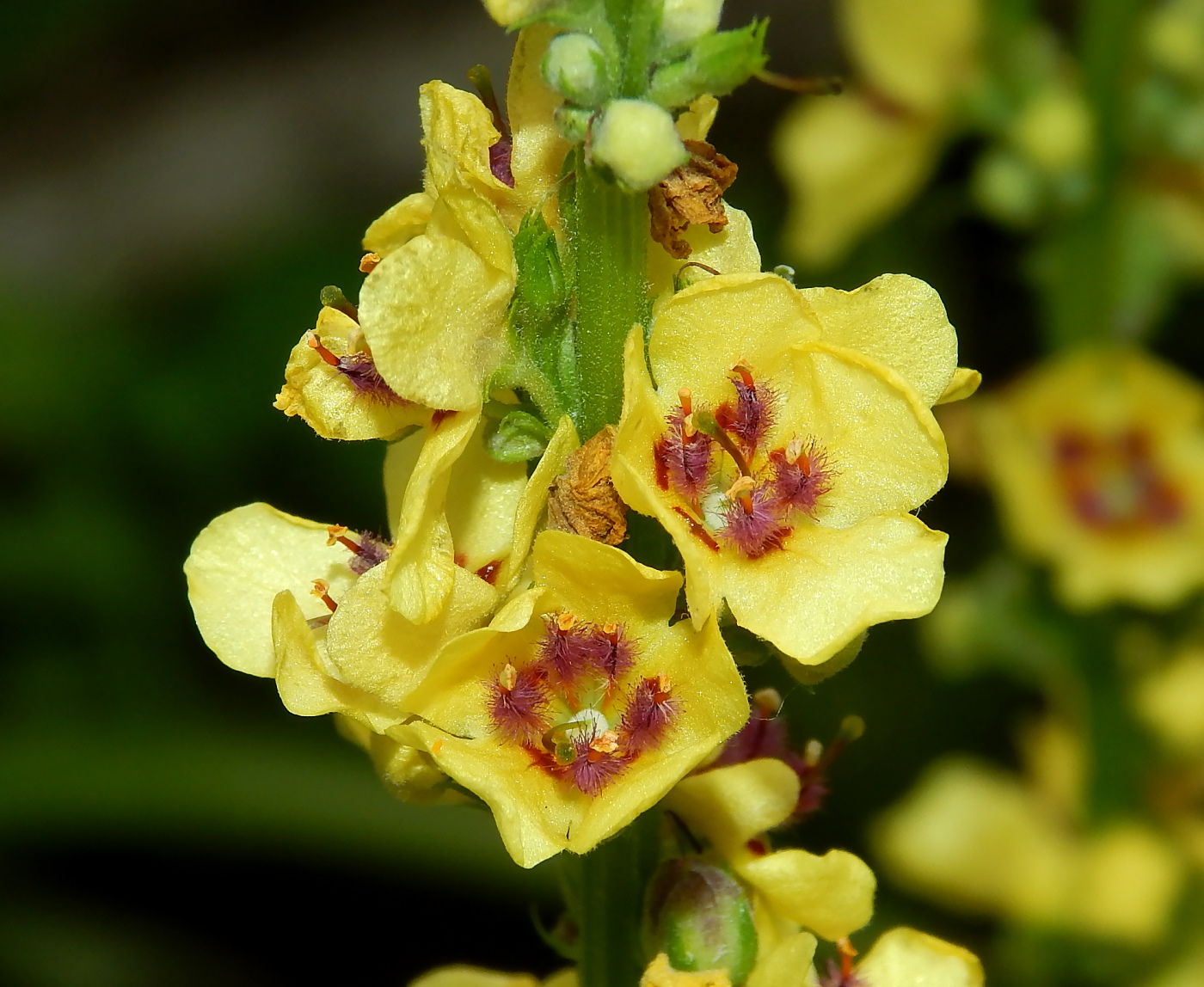 Изображение особи Verbascum nigrum.