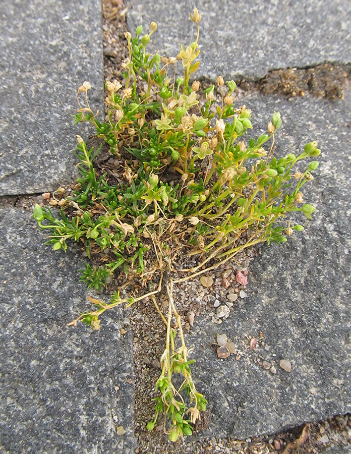 Image of Sagina procumbens specimen.