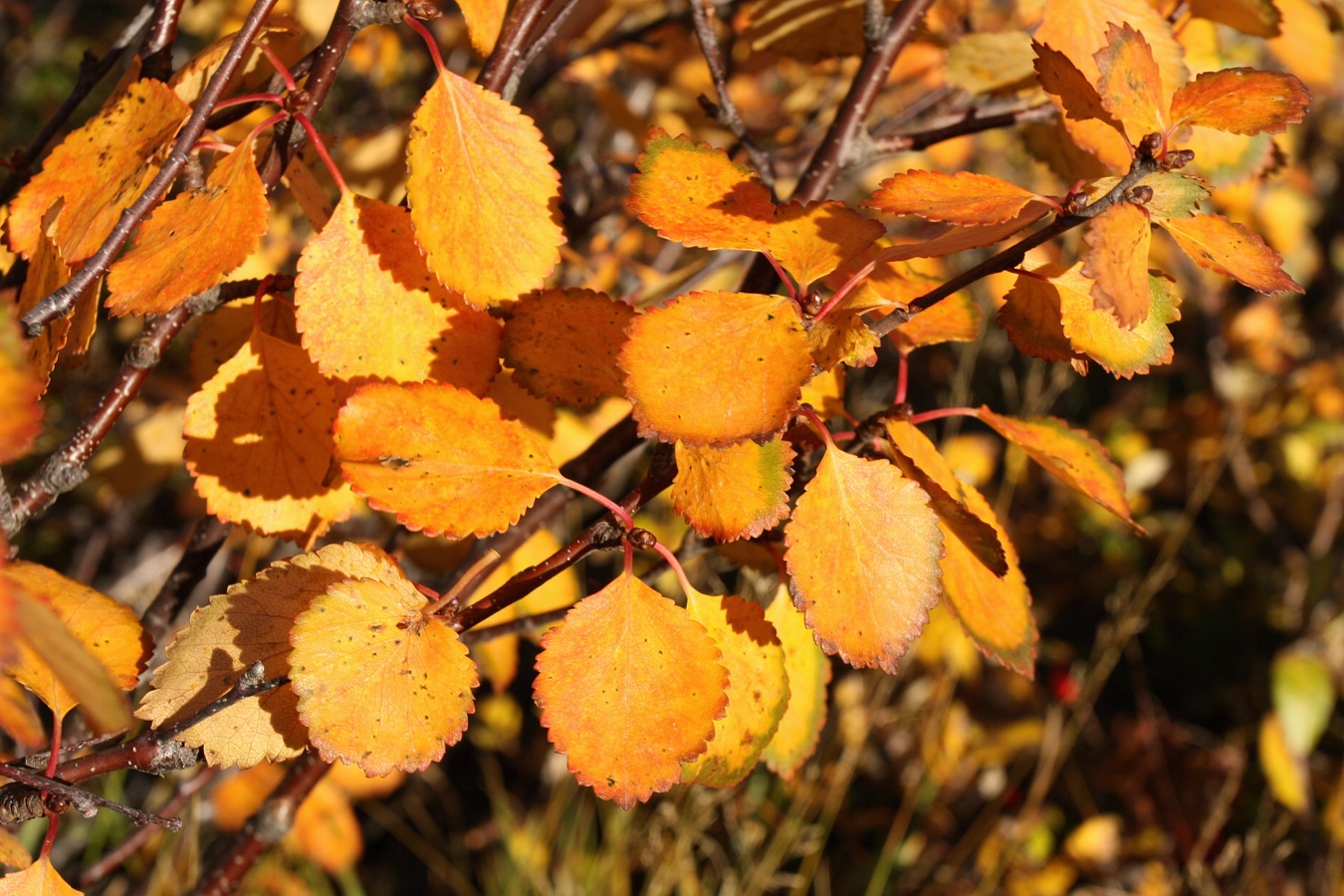 Image of Betula czerepanovii specimen.