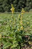 Verbascum pyramidatum