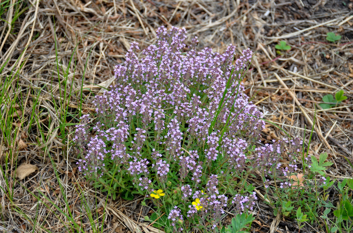 Image of Thymus marschallianus specimen.