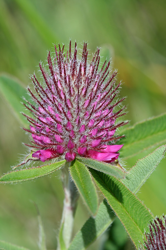 Image of Trifolium alpestre specimen.