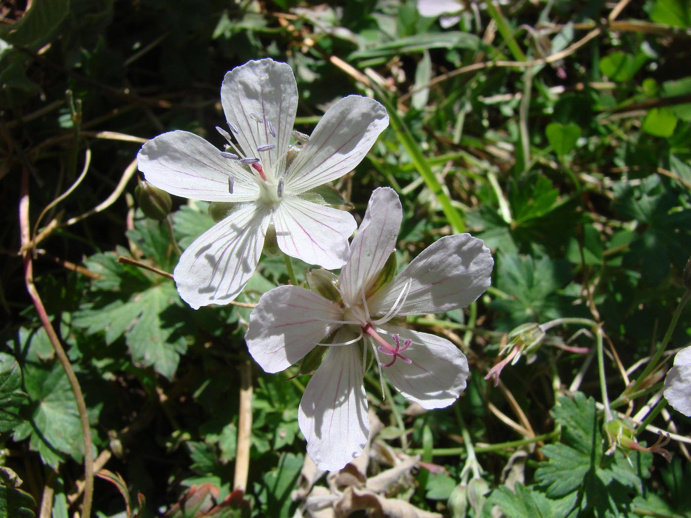 Image of Geranium collinum specimen.