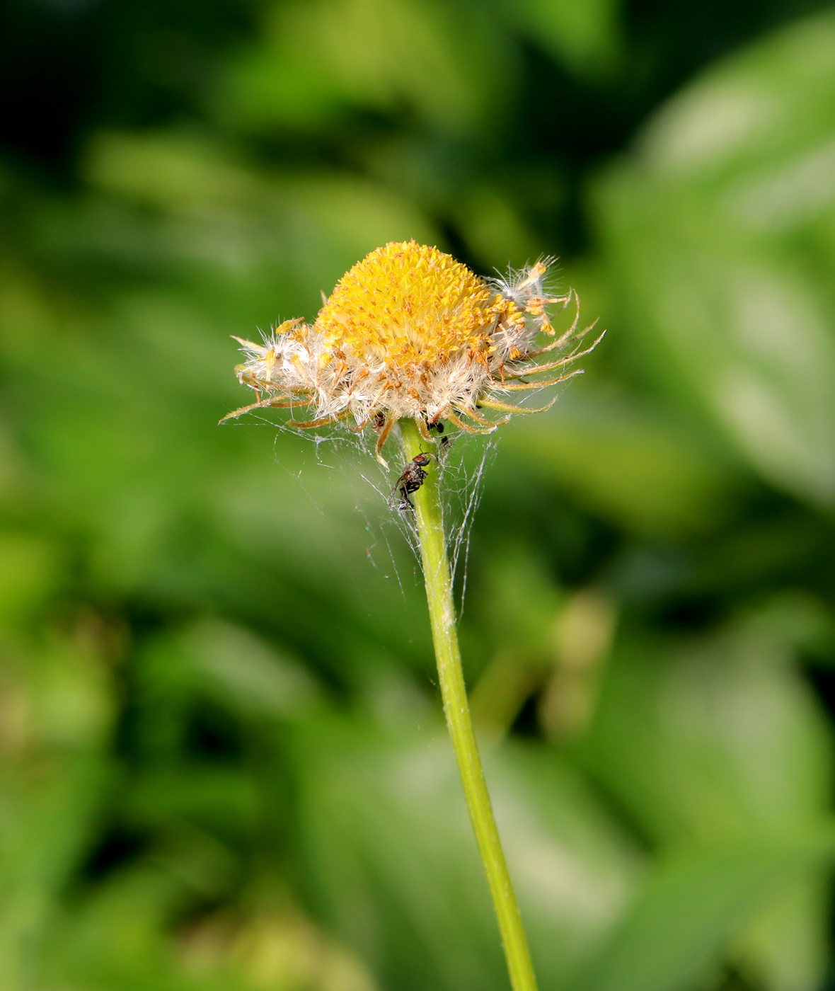 Image of Doronicum orientale specimen.