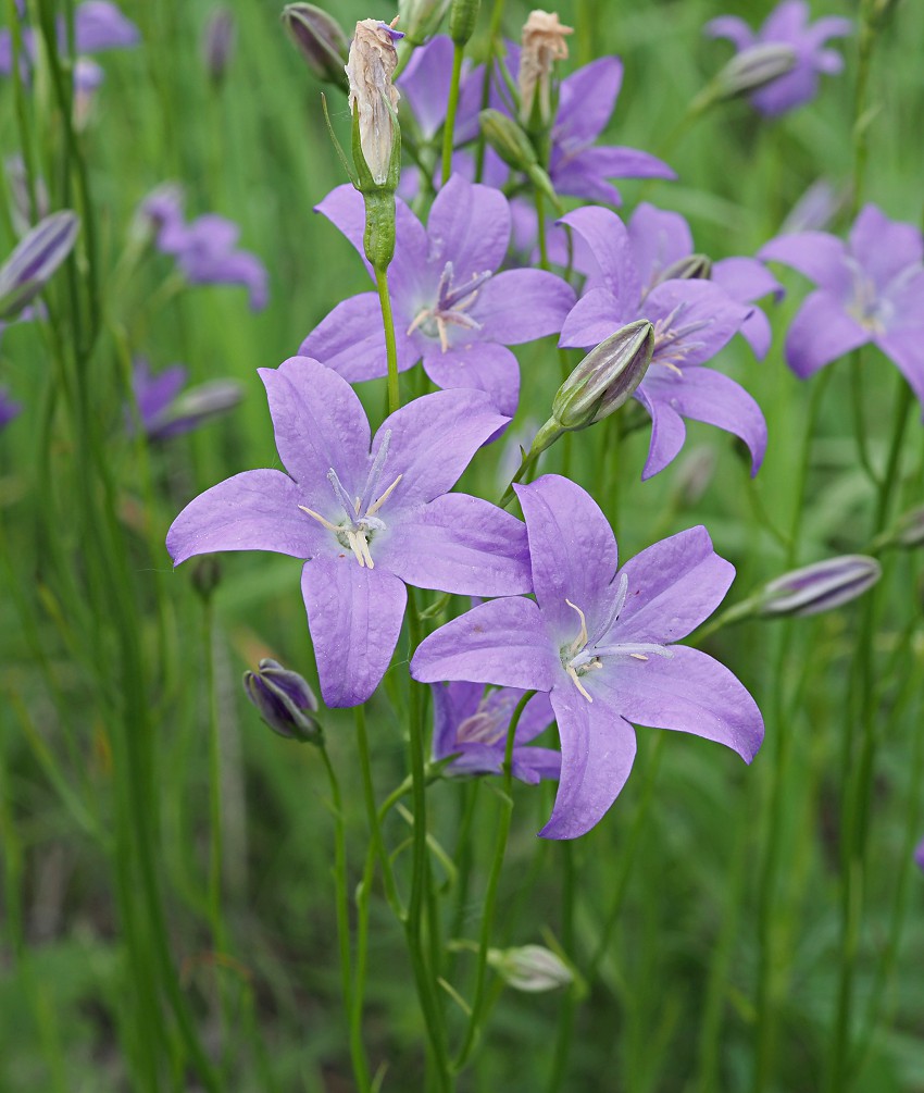 Image of Campanula wolgensis specimen.