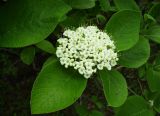 Viburnum lantana