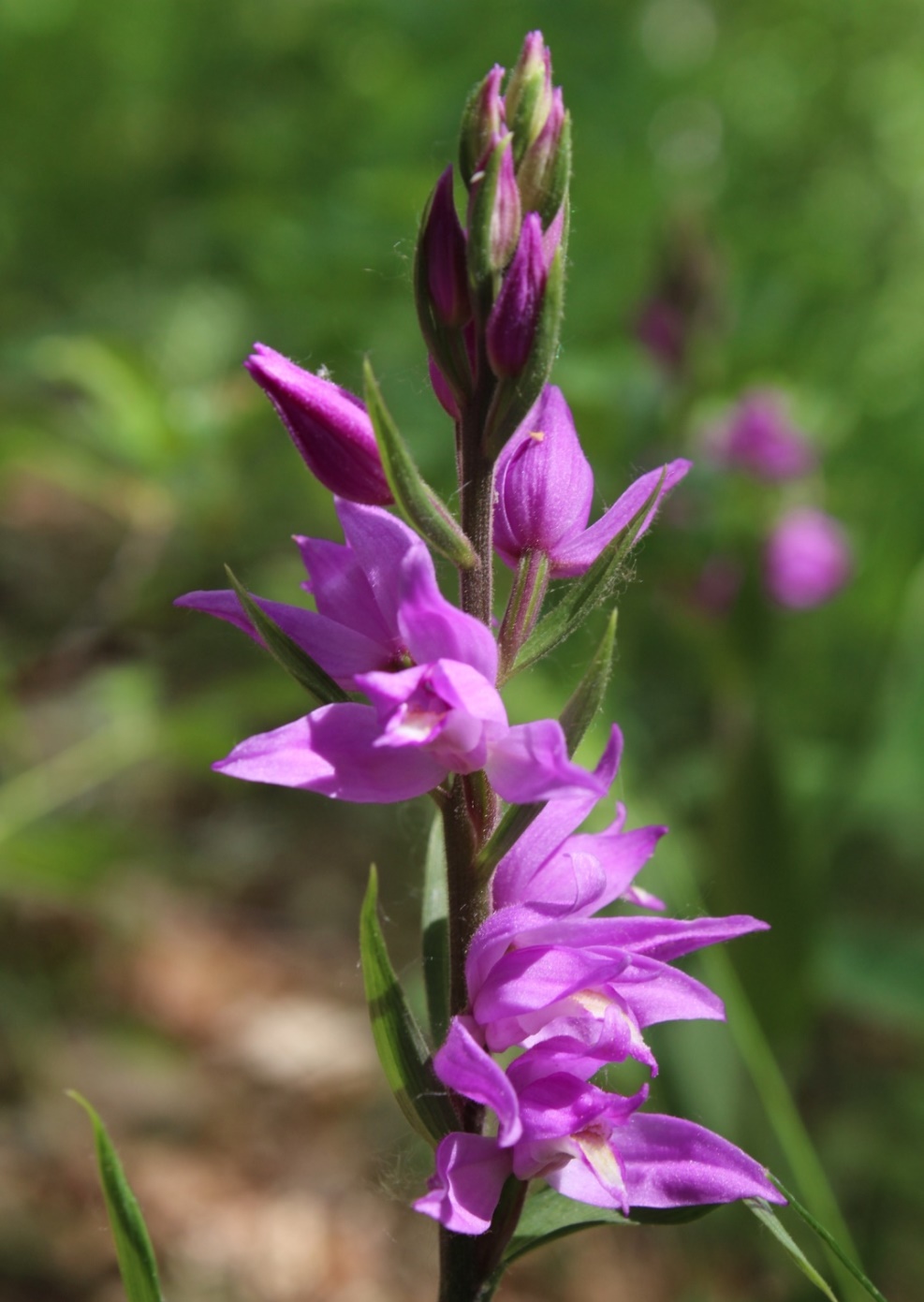 Image of Cephalanthera rubra specimen.