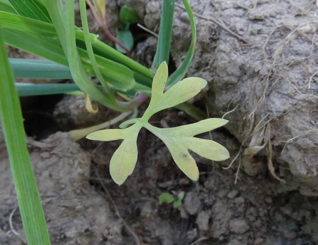 Image of Fumaria officinalis specimen.