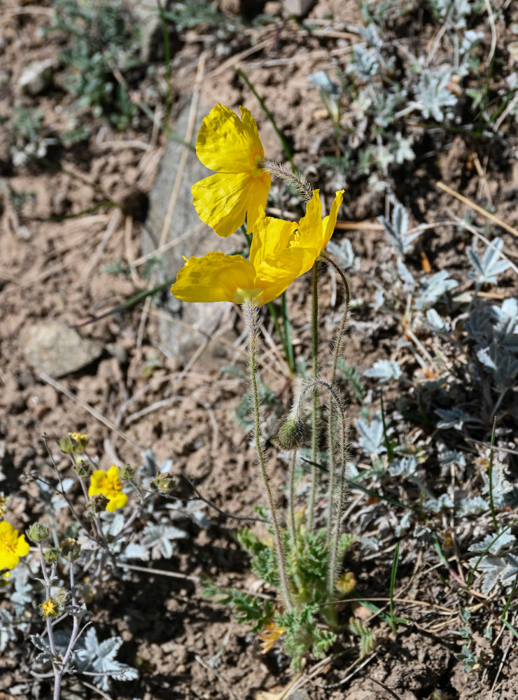 Image of Papaver croceum specimen.