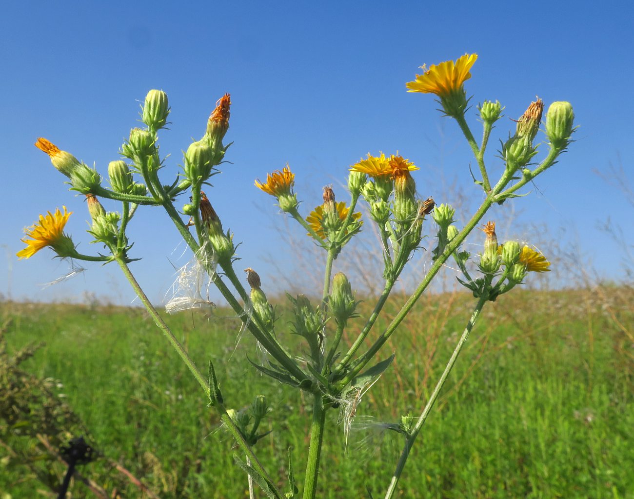 Image of Picris hieracioides specimen.