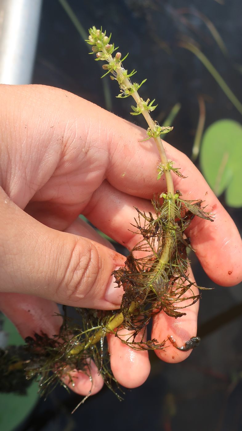 Изображение особи Myriophyllum verticillatum.