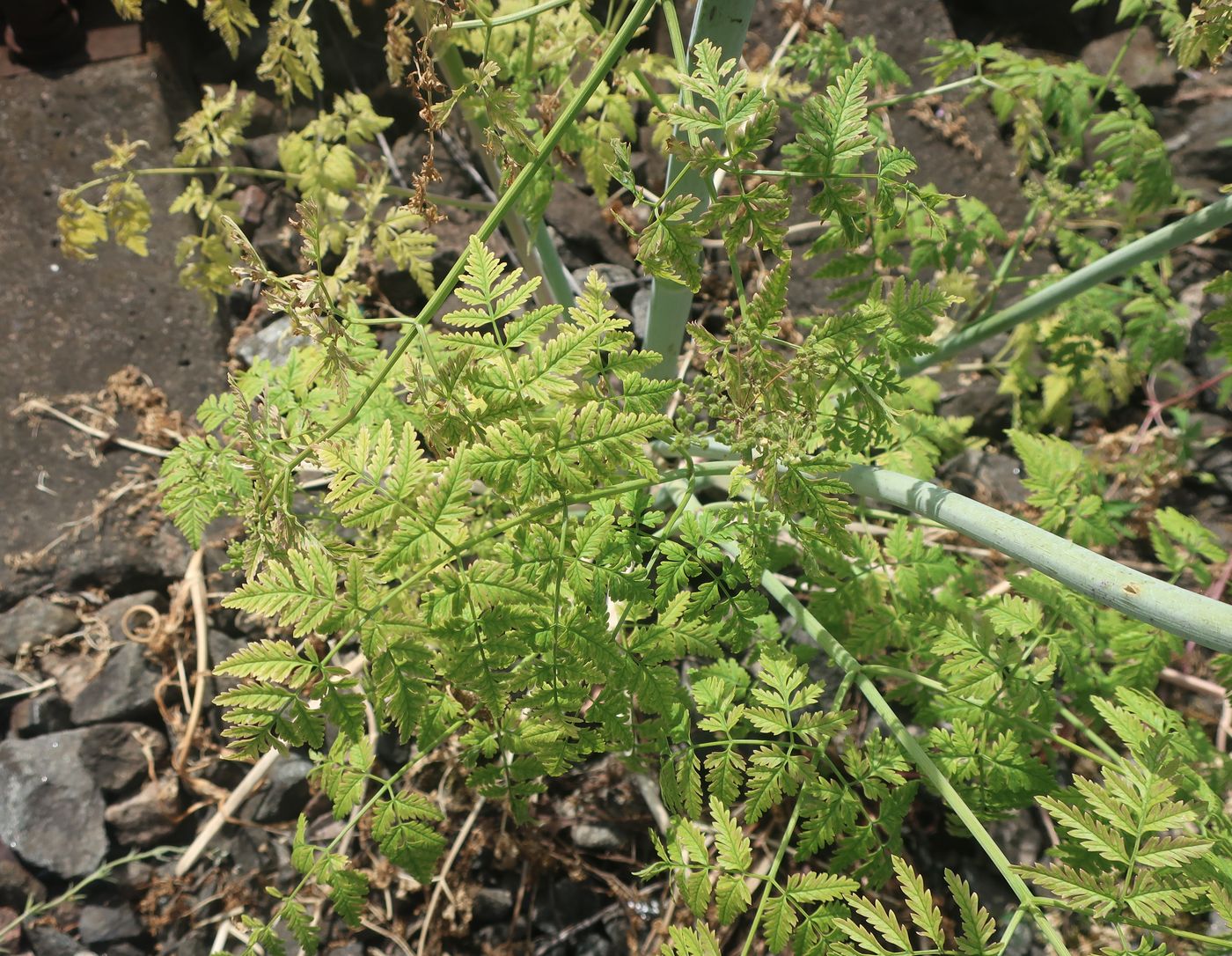 Изображение особи Conium maculatum.