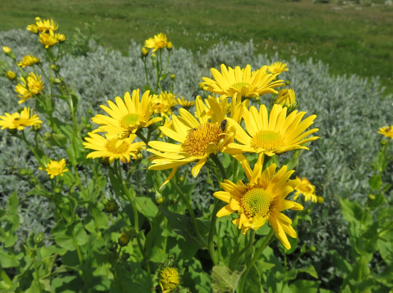 Image of Doronicum austriacum specimen.