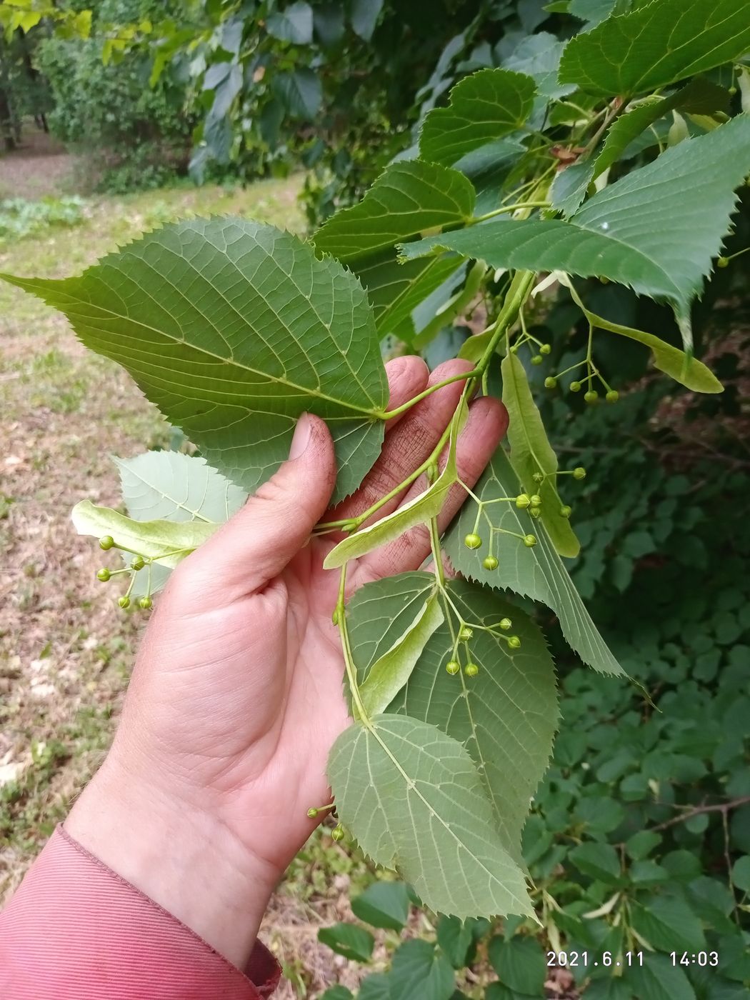 Изображение особи Tilia begoniifolia.