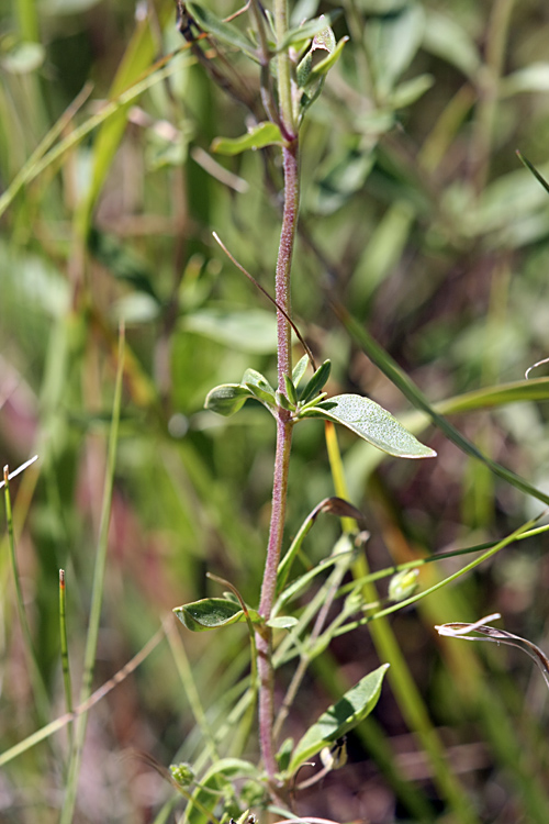 Изображение особи Ziziphora clinopodioides.