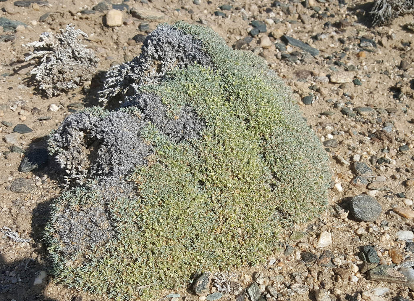 Image of Nanophyton mongolicum specimen.