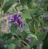 Lathyrus pisiformis. Часть побега с соцветием. Пермский край, Кунгурский р-н, правый берег р. Сылва, ур. Камень Ермак, берёзово-сосновый лес, опушка. 04.06.2022.