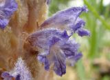 Orobanche coerulescens. Цветок крупным планом. Якутия, Мирнинский р-н, левый берег Вилюя, ниже Светлинской ГЭС. 17.07.2009.