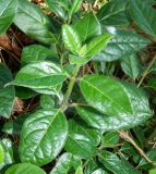 Смотреть изображение род Viburnum