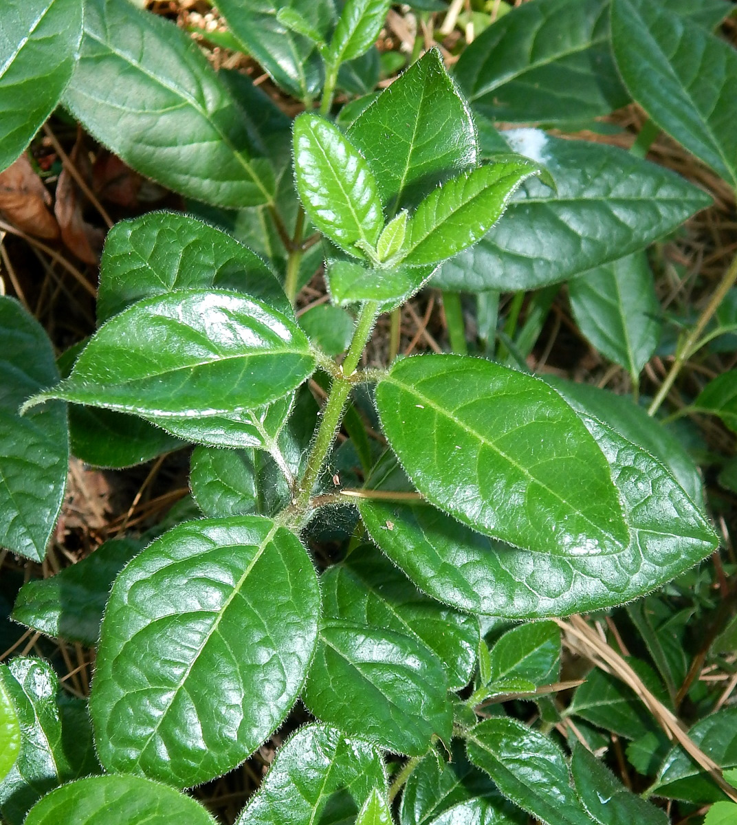 Image of genus Viburnum specimen.