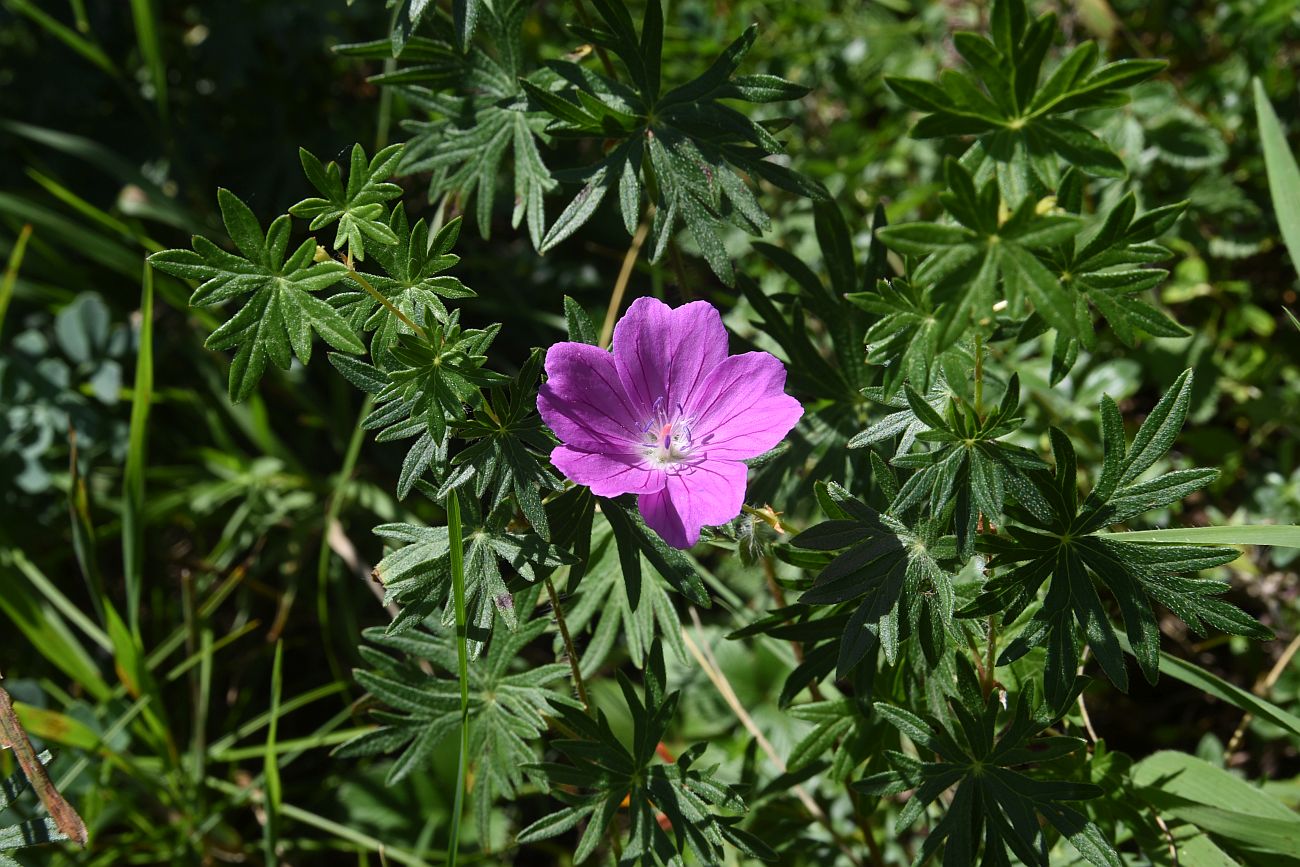 Image of Geranium sanguineum specimen.