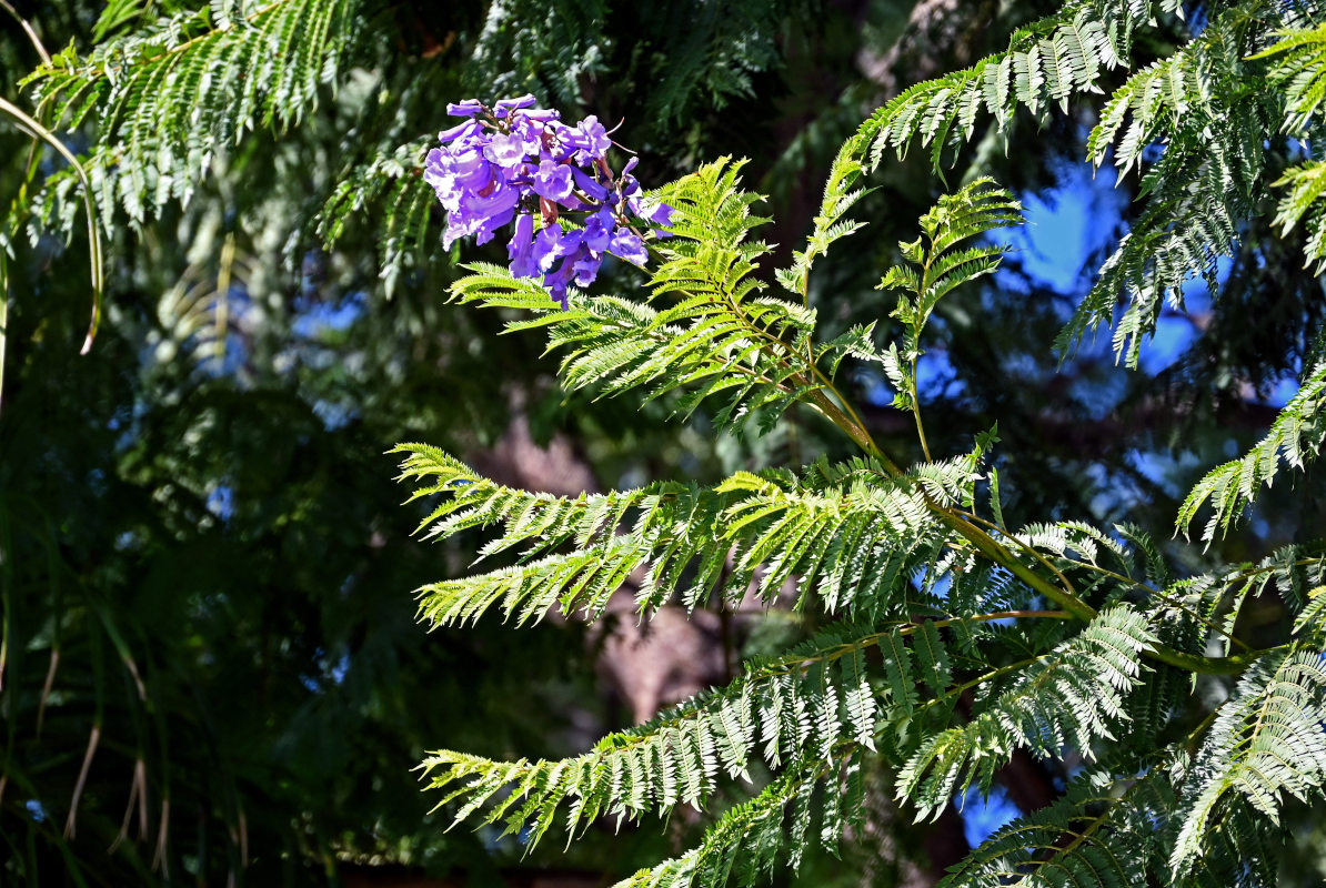 Image of Jacaranda mimosifolia specimen.