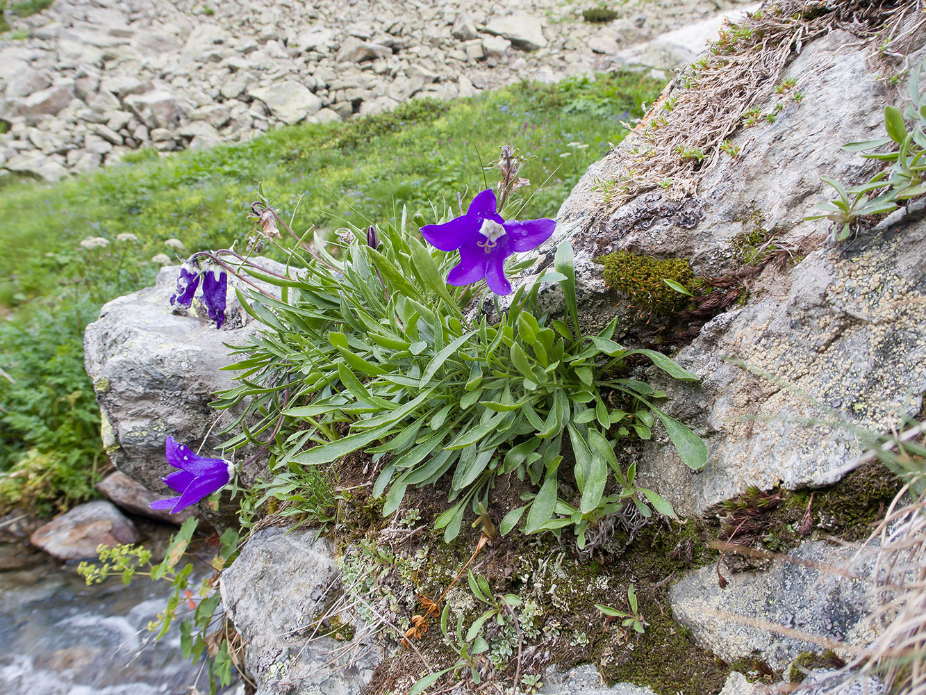 Изображение особи Campanula saxifraga.